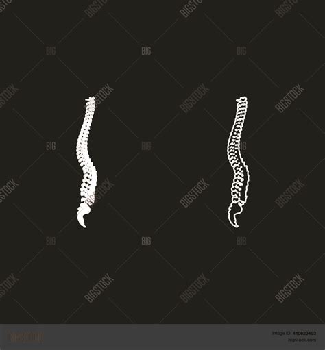 Spinal Vertebral Vector Photo Free Trial Bigstock