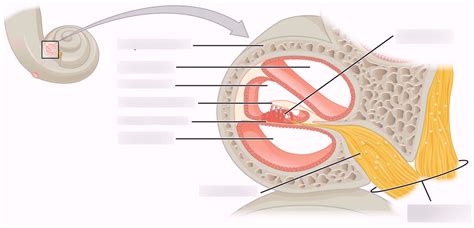 Cochlea Diagram Quizlet