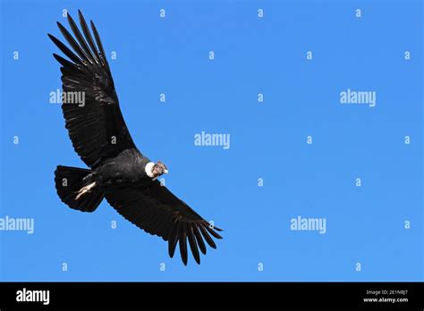 Andean Condor Hi Res Stock Photography And Images Alamy