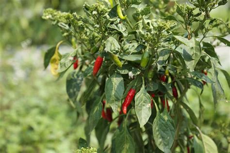 Leaf Curl Virus In Chilli Crop Symptoms Causes Control And Treatment