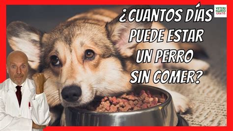 Cuántos Días Puede Estar un Perro Pequeño Sin Comer Guía Veterinaria