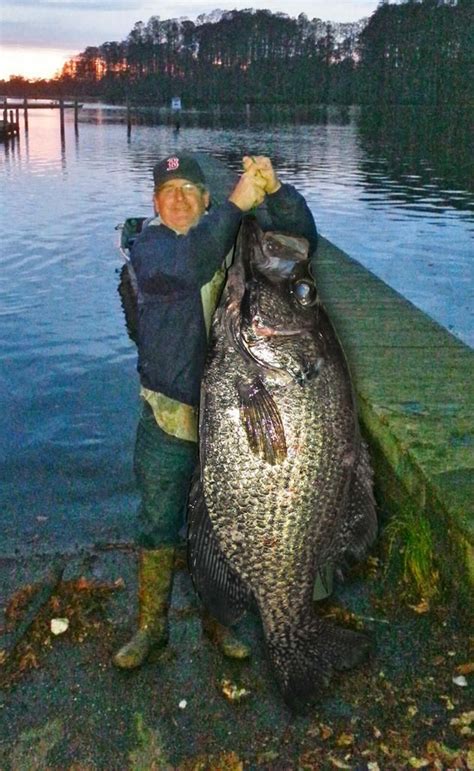 Crappie Record Related Pictures Thread New World Record Crappie