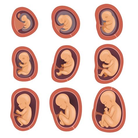 Premium Vector Process Of Human Fetal Development Pregnancy From St