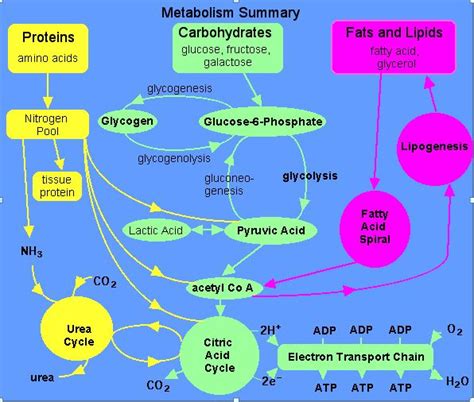 About Carbohydrate Metabolism: Carbohydrate Metabolism