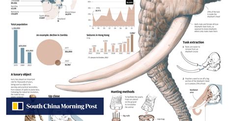 Everything you need to know about ivory poaching | South China Morning Post