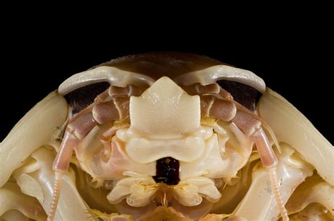 Head View Of Giant Isopod Their Large Compound Eyes Have O Flickr