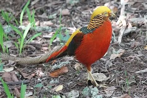 15 FACTS ABOUT THE GOLDEN PHEASANT