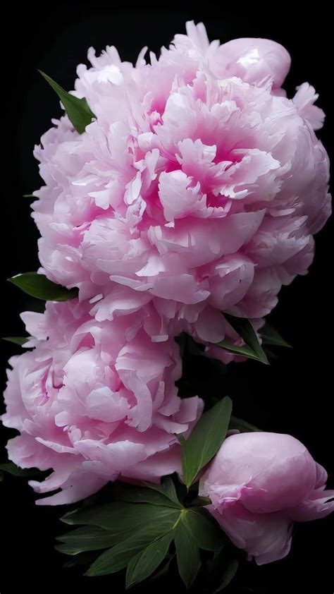 Pin by Ka Lista on пион | Pretty flowers, Lovely flowers wallpaper ...