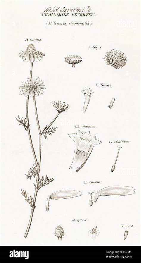 Copperplate Botanical Illustration Of Wild Chamomile Matricaria