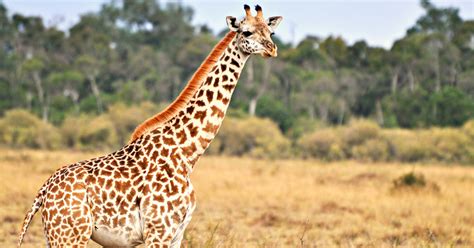 Big Win For Giraffes As Iconic Species Is Afforded Protection From