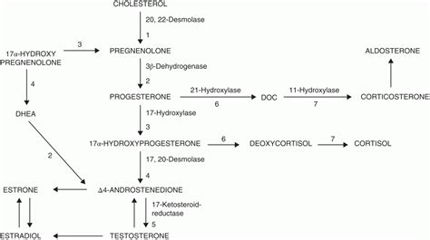 Normal And Abnormal Development Of The Genital Tract Obgyn Key