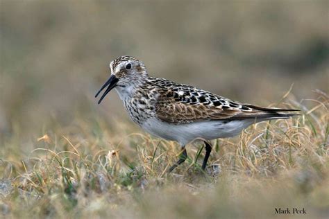 Baird's Sandpiper - eBirdr