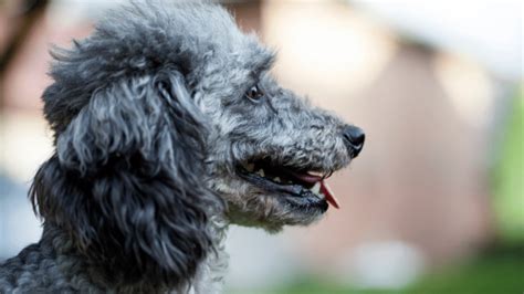 Do Poodle Wolf Hybrids Exist The Facts Animalfoodplanet