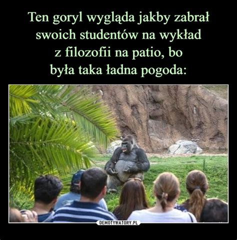 Ten goryl wygląda jakby zabrał swoich studentów na wykład z filozofii