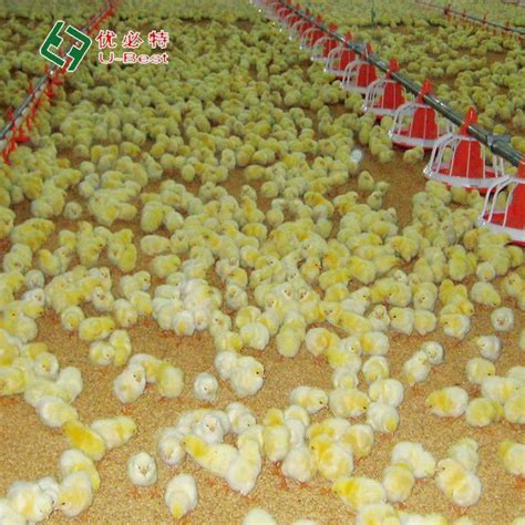 Broiler Floor Raising Chicken Farmingfarm Feeding System Poultry