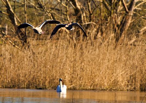 Nature Birds Flying - Free photo on Pixabay