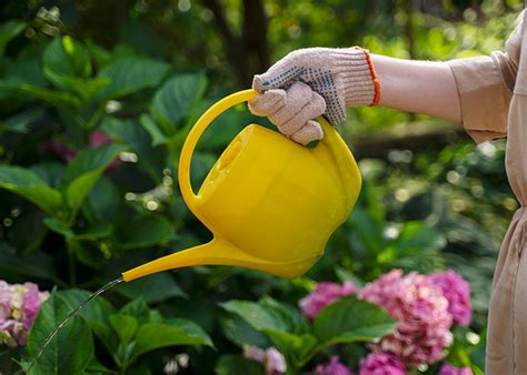 Qual A Melhor Hora Para Regar As Plantas Pinhos Armazém Agrícola