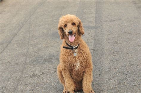 3/4 standard poodle 🐩 labradoodle : r/labradoodles