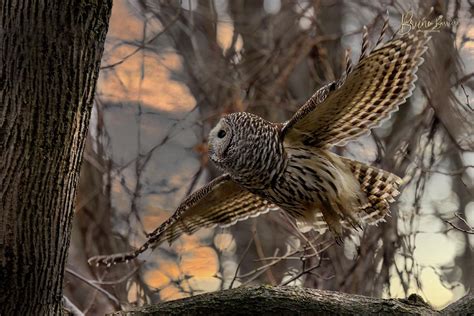 Barred Owl Flying Photograph by Bruno Barriere - Fine Art America