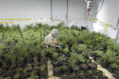 Corte Suprema De México Despenalizó El Uso Lúdico Y Recreativo De La Marihuana