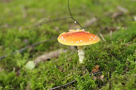 Kostenlose foto Natur Wald Gras Wiese Blume Grün Herbst