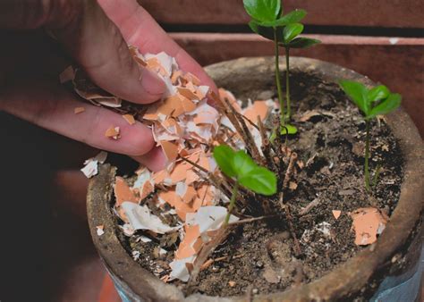 Recyclez Vos Coquilles Doeufs Dans Votre Potager Les Avantages De La