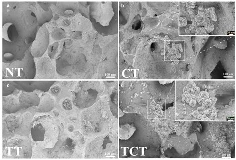 Jfb Free Full Text Bioactive Silicon Nitride Implant Surfaces With