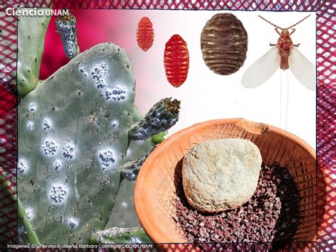 Sangre De Nopal El Rojo Mexicano De La Grana Cochinilla Ciencia UNAM