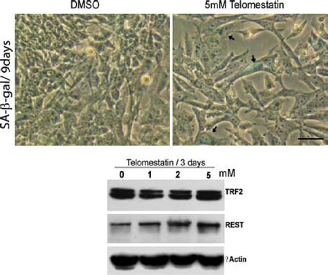 Figure S4 The Telomere Damaging Agent Telomestatin Fails To Affect