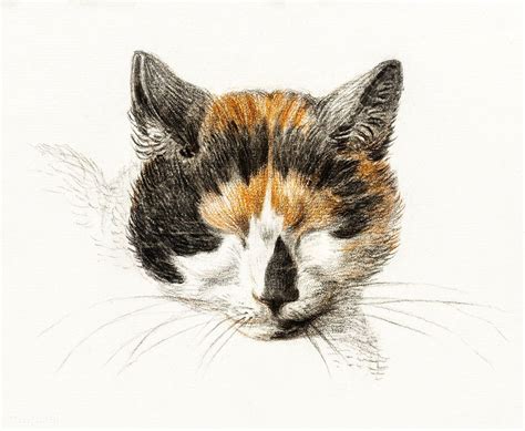 Head Of A Calico Cat With Closed Eyes 1819 By Jean Bernard 1775 1883