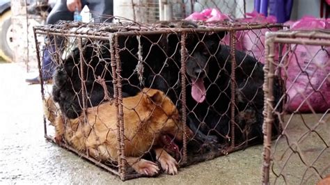 South Korean farmers try to release canines, clash with police over dog meat ban | South China ...