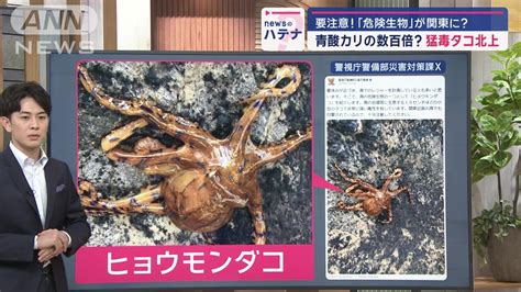 青酸カリの数百倍？ かみつく猛毒タコ「ヒョウモンダコ」に要注意 海外で死亡例も