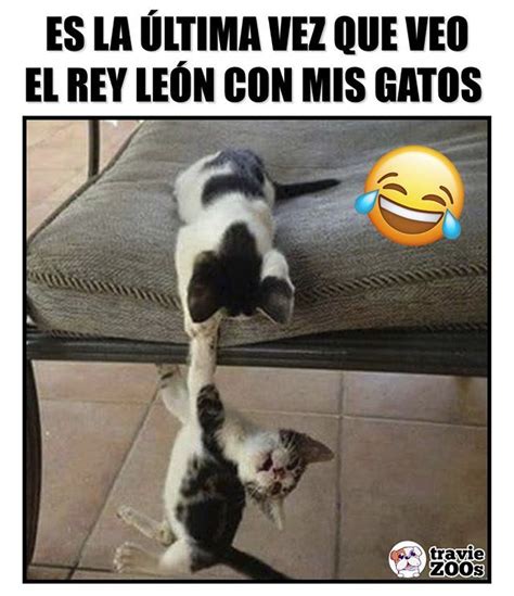 Est Teniendo Repercusi N Sobre Su Comportamiento Meme Gato Felinos