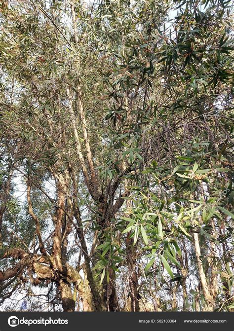 Planta Eucalyptus Glaucescens Goma Tingiringi Goma Tingaringy Una