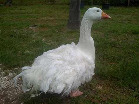 23 Types Of Geese Breeds An Overview With Pictures Optics Mag