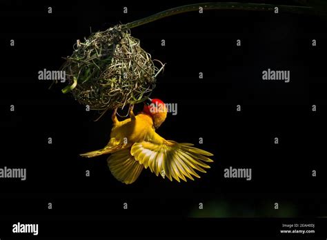 Golden Weaver bird nest building Stock Photo - Alamy