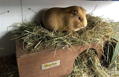 Guinea Pig Hide House Shelter Tunnel By Hop Inn Etsy