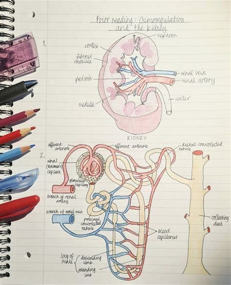 A Level Biology Revision Artofit