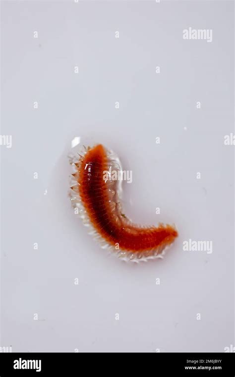 A Close Up Of A Bristle Worm Vielborster Polychaeta Stock Photo Alamy