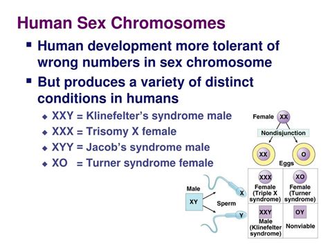 Ppt Chromosomal Abnormalities In Humans Powerpoint Presentation Free Download Id2171559