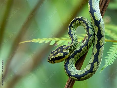 An Adult Sri Lanka Green Pit Viper Trimeresurus Trigonocephalus In