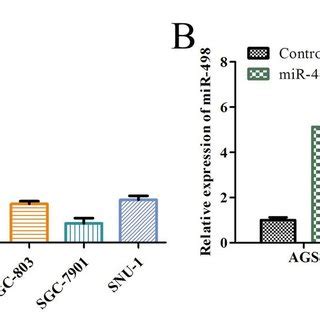 The Expression Level Of Mir In Gastric Cancer Cell Lines A The