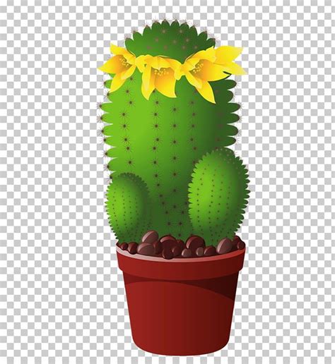 Cactaceae Cactus Et Succulentes Flower Png Clipart Cactaceae Cactus