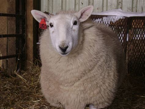 Cheviot Sheep Breed Information: Is This Intelligent Sheep Right for Your Farm?