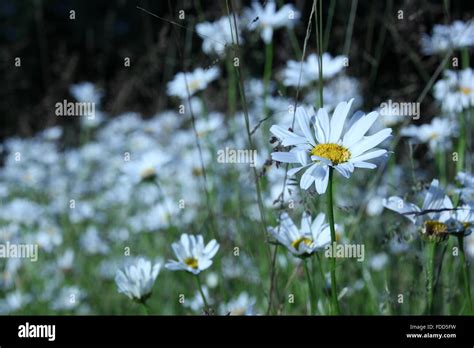 Marguerites in thegarden Stock Photo - Alamy