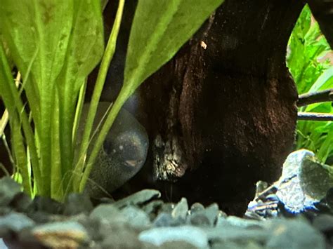 Moby Pollimyrus Isidori Rtuckedinfishies