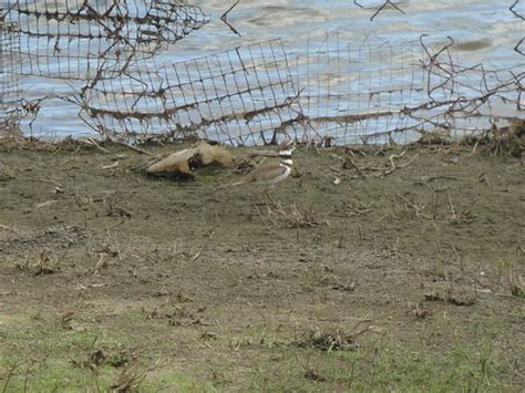 Trip 18 18 Killdeer Hector C Cruzado Flickr