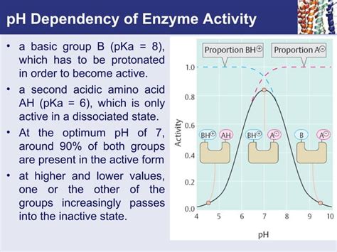 Enzyme kinetics | PPT