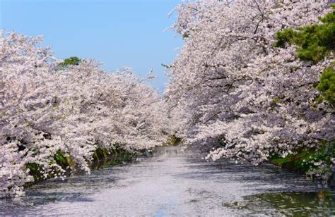 Spectacular Cherry Blossom in Hirosaki Park, Aomori 2016 | KoKoRoGraphy