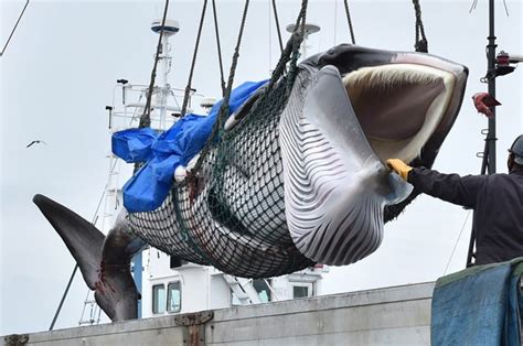 Ripresa La Caccia Commerciale Alle Balene In Giappone Dopo 30 Anni